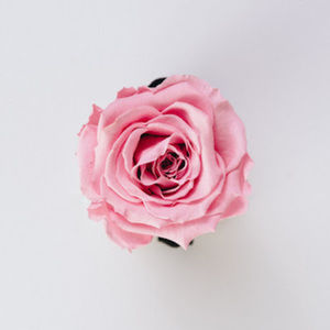 Meet your Posher, Aryana s.